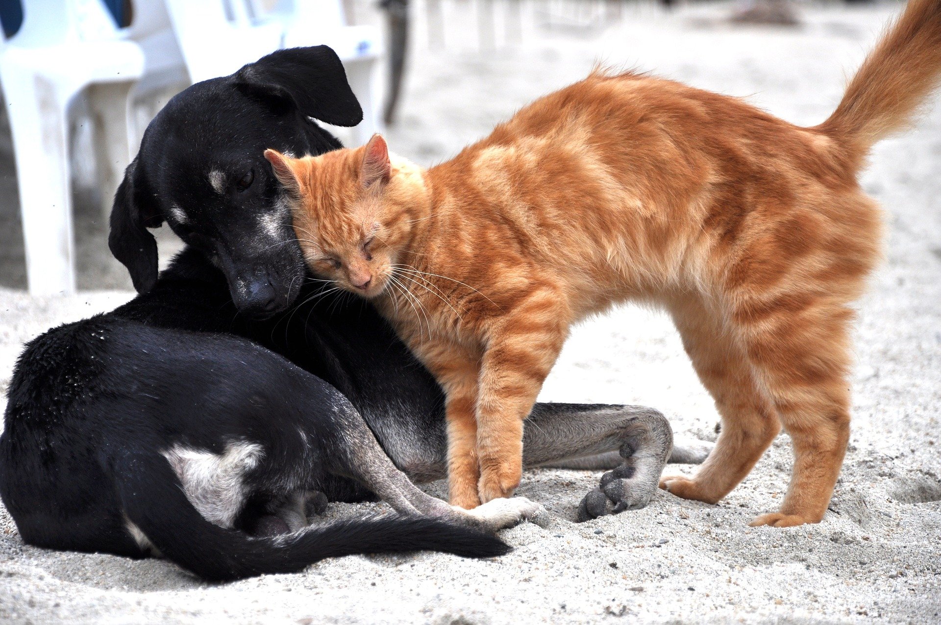 Kedi Ve Köpekten Korkmanızın Nedeni Ne Olabilir?